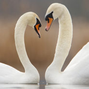 Learning to love begins with you – an inspiring testimonial about the ‘Conscious Relating’ Workshop